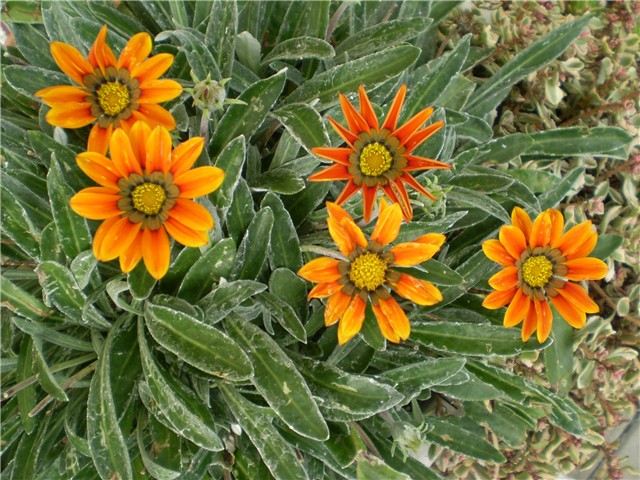 gazanija
